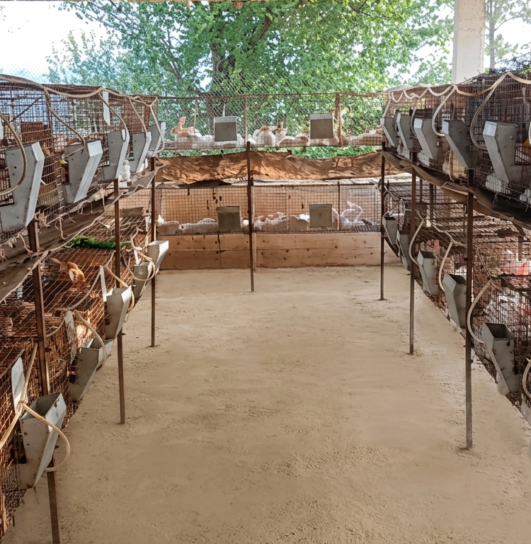 Rabbit Cages