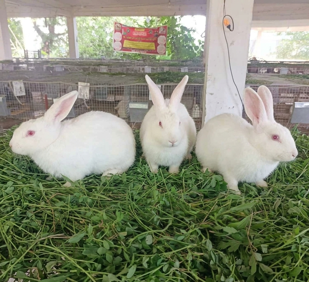 Three Rabbits