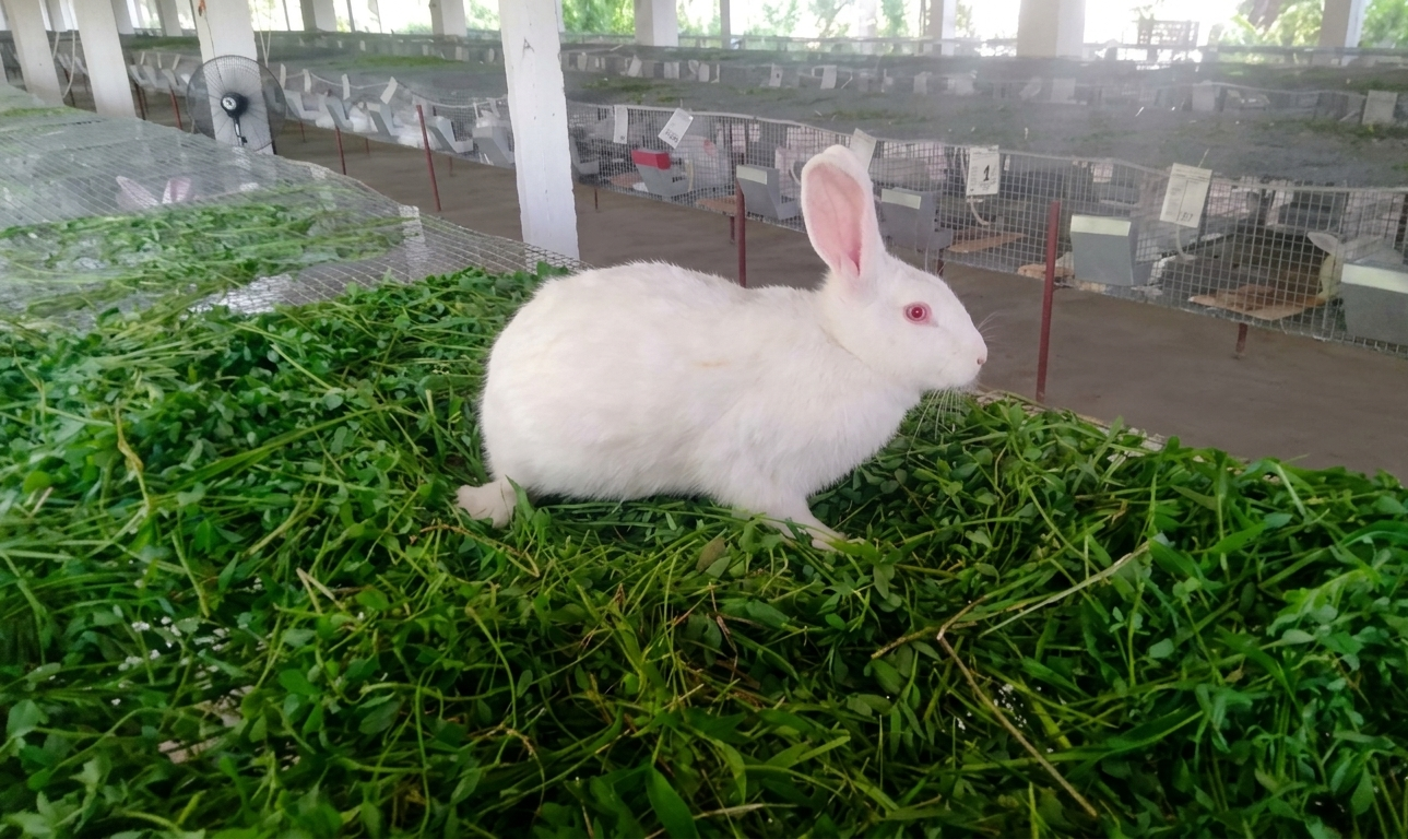 lone rabbit