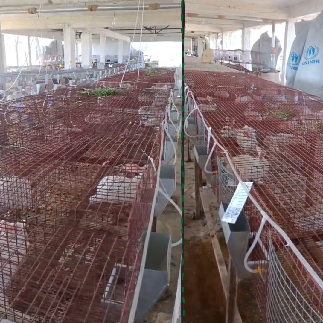 Rabbit housing structures